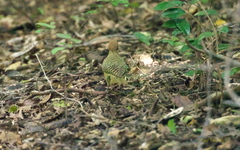 Colaptes fernandinae