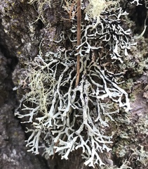 Hypogymnia inactiva