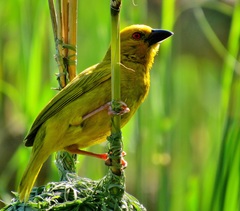 Ploceus subaureus subaureus