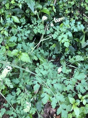 Corydalis ophiocarpa
