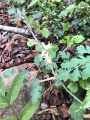 Corydalis ophiocarpa