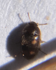 Litargus tetraspilotus