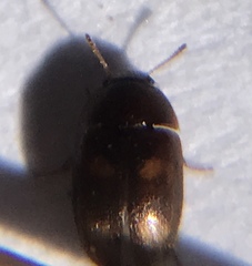 Litargus tetraspilotus