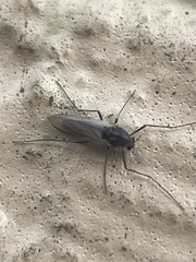 Chironomidae