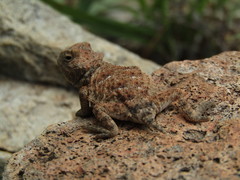 Phrynosoma ditmarsi