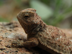 Phrynosoma ditmarsi