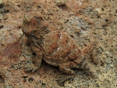 Phrynosoma ditmarsi