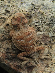 Phrynosoma ditmarsi