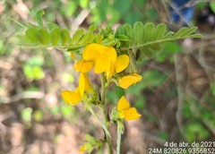 Aeschynomene mollicula