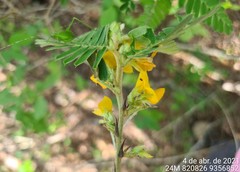 Aeschynomene mollicula