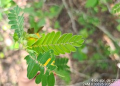 Aeschynomene mollicula