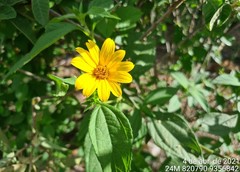 Wedelia goyazensis