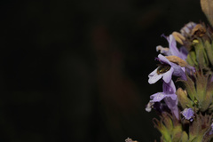 Clinopodium chilense