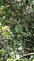 Cucurbitella asperata