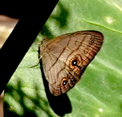 Hermeuptychia harmonia