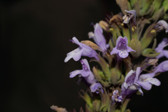 Clinopodium chilense