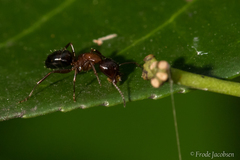 Camponotus caryae