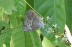 Eulaceura osteria