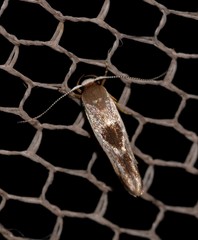 Stathmopoda megathyma