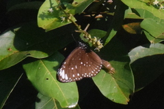 Euploea crameri bremeri