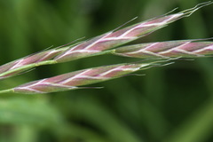 Bromus sitchensis