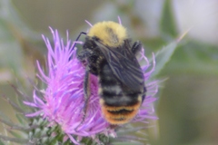 Bombus bellicosus