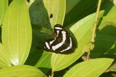 Athyma nefte subrata