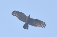 Pernis ptilorhynchus orientalis