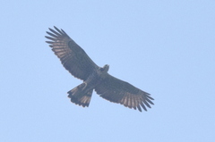 Pernis ptilorhynchus torquatus