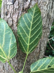 Sterculia quadrifida