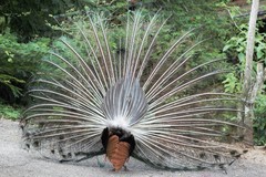 Pavo cristatus