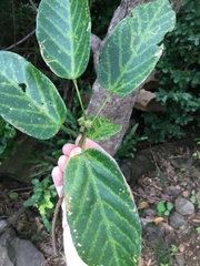 Sterculia quadrifida