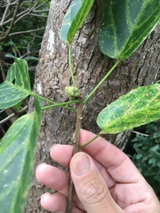 Sterculia quadrifida