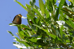 Catonephele sabrina