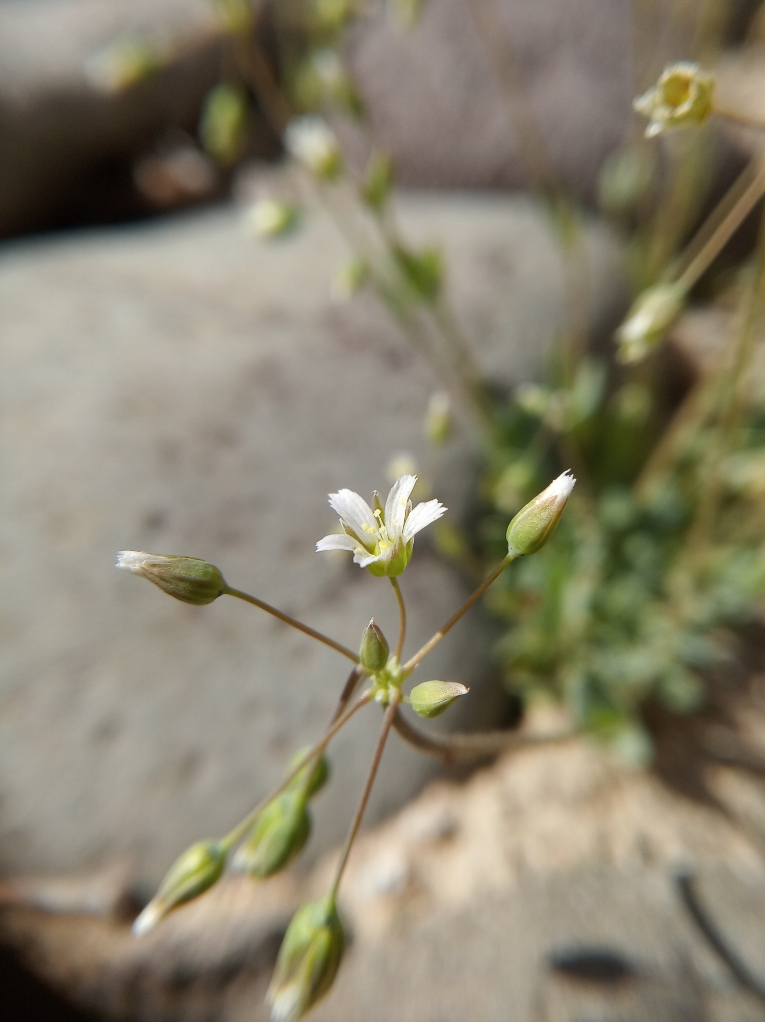 Holosteum umbellatum ssp. umbellatum