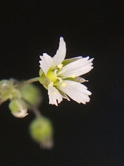 Holosteum umbellatum umbellatum