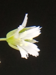 Holosteum umbellatum umbellatum