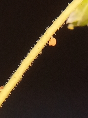 Holosteum umbellatum umbellatum