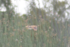 Ixobrychus involucris