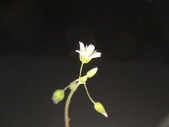 Holosteum umbellatum umbellatum