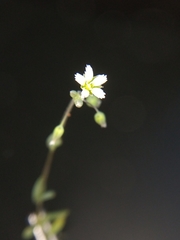 Holosteum umbellatum umbellatum