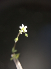 Holosteum umbellatum umbellatum