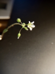 Holosteum umbellatum umbellatum