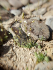 Holosteum umbellatum umbellatum