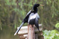 Anhinga anhinga
