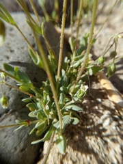 Holosteum umbellatum umbellatum