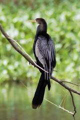 Anhinga anhinga