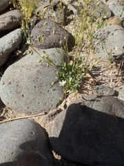 Holosteum umbellatum umbellatum
