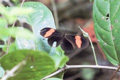 Heliconius erato adana