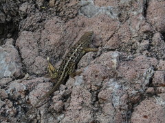 Sceloporus albiventris